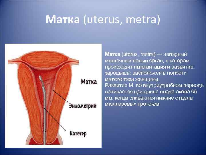 Матка (uterus, metra) — непарный мышечный полый орган, в котором происходят имплантация и развитие