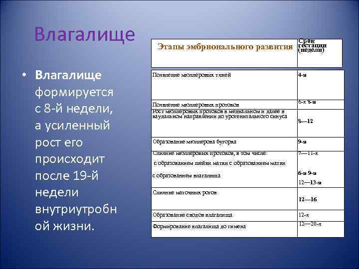 Влагалище • Влагалище формируется с 8 й недели, а усиленный рост его происходит после