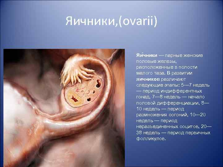 Яичники, (ovarii) Яи чники — парные женские половые железы, расположенные в полости малого таза.