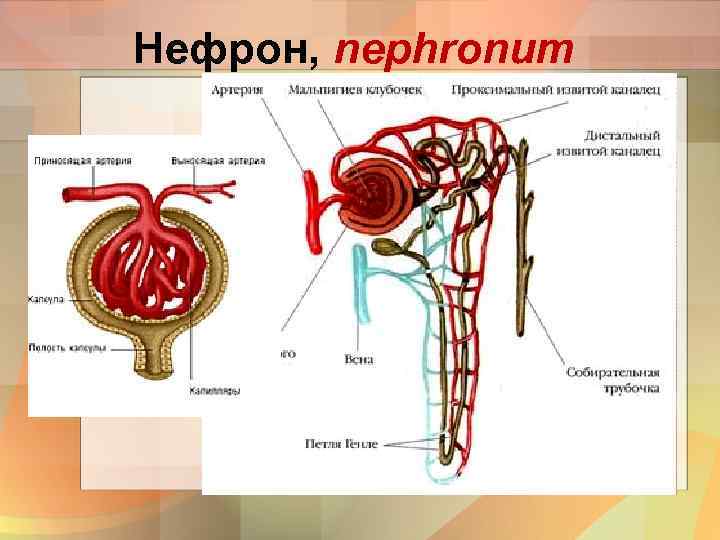 Нефрон, nephronum 