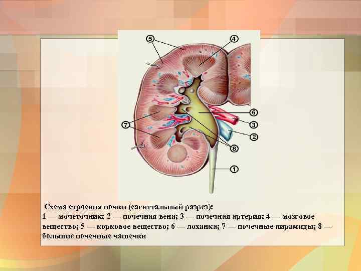 Почечный тест