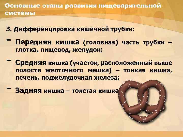 Основные этапы развития пищеварительной системы 3. Дифференцировка кишечной трубки: - Передняя кишка (головная) часть