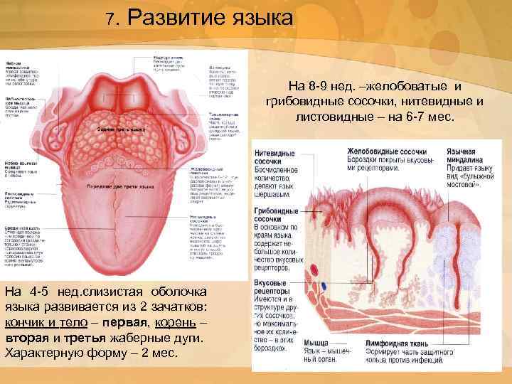 7. Развитие языка На 8 -9 нед. –желобоватые и грибовидные сосочки, нитевидные и листовидные