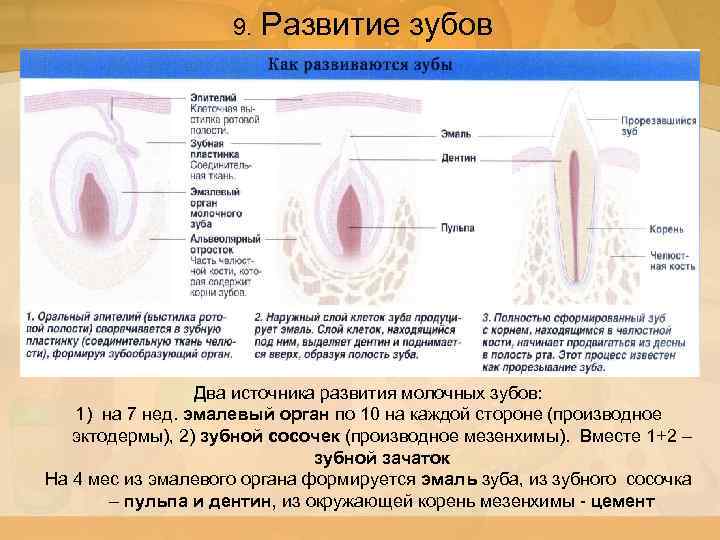 9. Развитие зубов Два источника развития молочных зубов: 1) на 7 нед. эмалевый орган