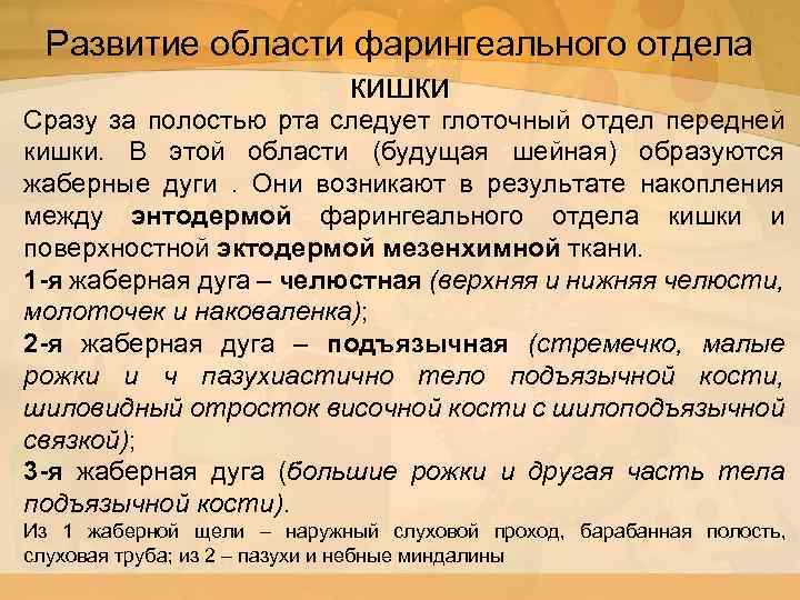 Развитие области фарингеального отдела кишки Сразу за полостью рта следует глоточный отдел передней кишки.