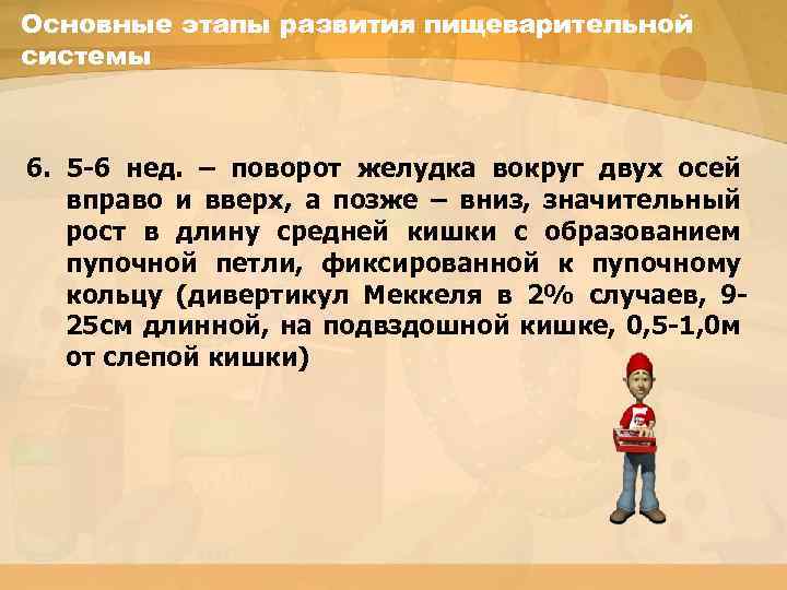 Основные этапы развития пищеварительной системы 6. 5 -6 нед. – поворот желудка вокруг двух