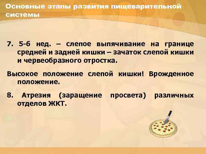 Основные этапы развития пищеварительной системы 7. 5 -6 нед. – слепое выпячивание на границе