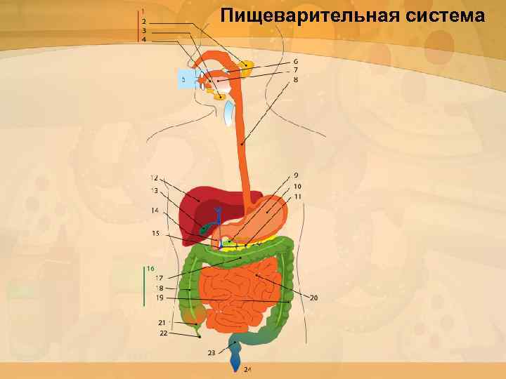 Пищеварительная система 