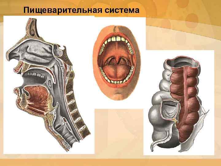 Пищеварительная система 