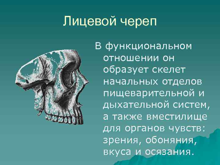 Лицевой череп В функциональном отношении он образует скелет начальных отделов пищеварительной и дыхательной систем,