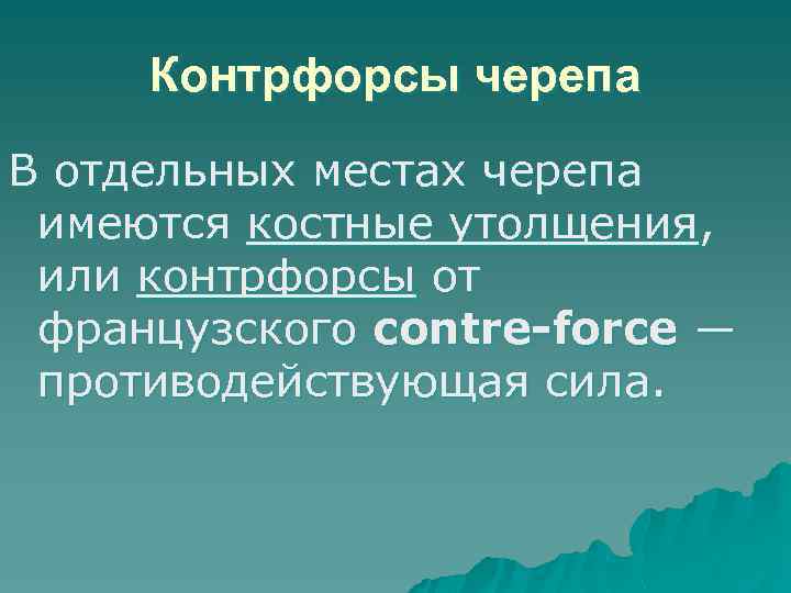 Контрфорсы черепа В отдельных местах черепа имеются костные утолщения, или контрфорсы от французского contre-force