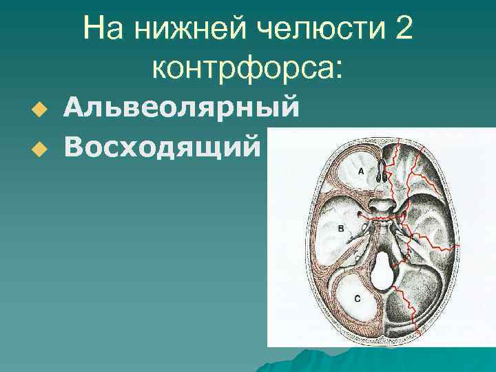 На нижней челюсти 2 контрфорса: u u Альвеолярный Восходящий 