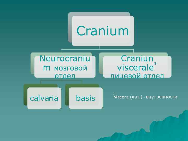 Cranium Neurocraniu m мозговой отдел calvaria basis Craniun * viscerale лицевой отдел * viscera
