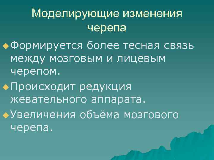 Моделирующие изменения черепа u Формируется более тесная связь между мозговым и лицевым черепом. u