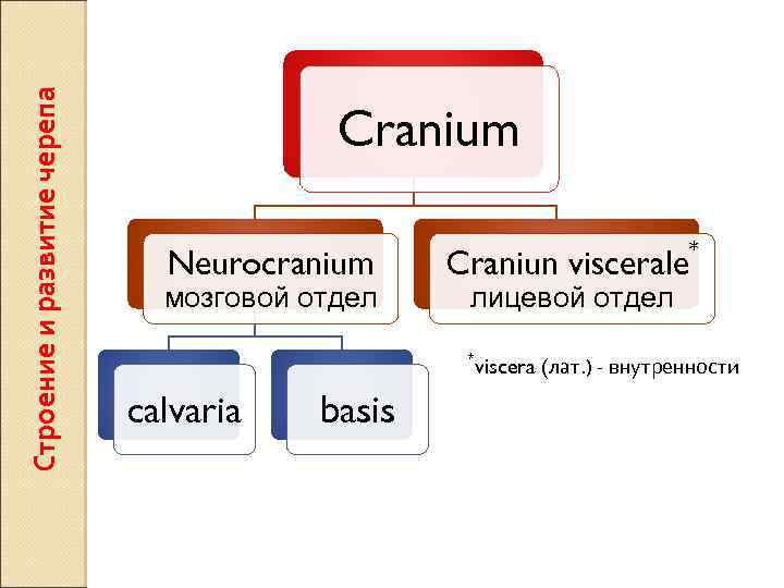 Строение и развитие черепа Cranium Neurocranium мозговой отдел Craniun viscerale лицевой отдел * calvaria