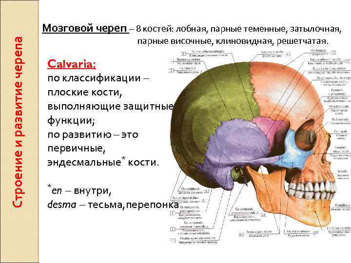 Строение и развитие черепа Мозговой череп – 8 костей: лобная, парные теменные, затылочная, парные