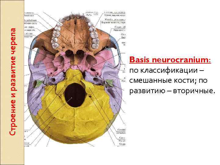 Строение и развитие черепа Basis neurocranium: по классификации – смешанные кости; по развитию –