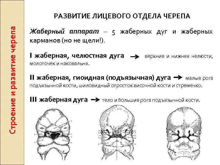 Строение и развитие черепа РАЗВИТИЕ ЛИЦЕВОГО ОТДЕЛА ЧЕРЕПА Жаберный аппарат – 5 жаберных дуг