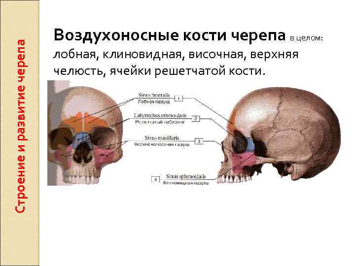 Строение и развитие черепа Воздухоносные кости черепа в целом: лобная, клиновидная, височная, верхняя челюсть,