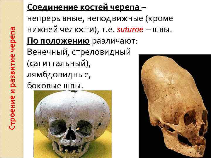 Строение и развитие черепа Соединение костей черепа – непрерывные, неподвижные (кроме нижней челюсти), т.