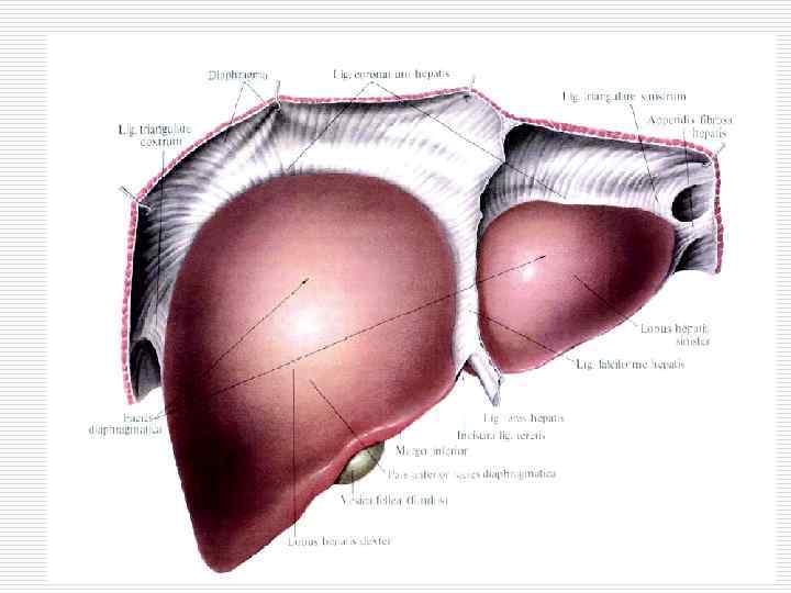 Анатомическая характеристика 