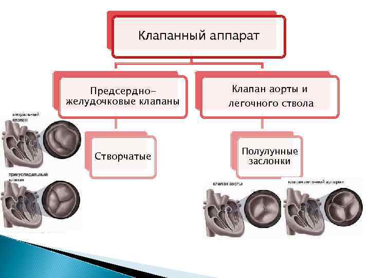 Полулунные и створчатые клапаны