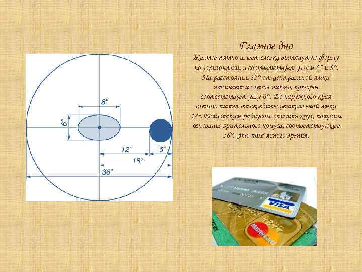 Глазное дно Желтое пятно имеет слегка вытянутую форму по горизонтали и соответствует углам 6°