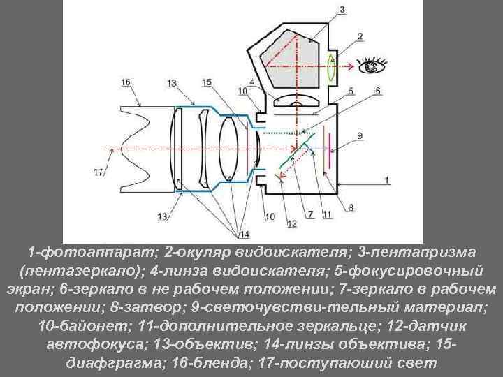 Фотоаппарат дает на пленке изображение человеческого лица поясните с помощью чертежа почему