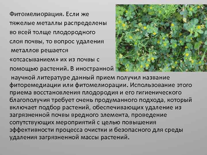 Фитомелиорация. Если же тяжелые металлы распределены во всей толще плодородного слоя почвы, то вопрос