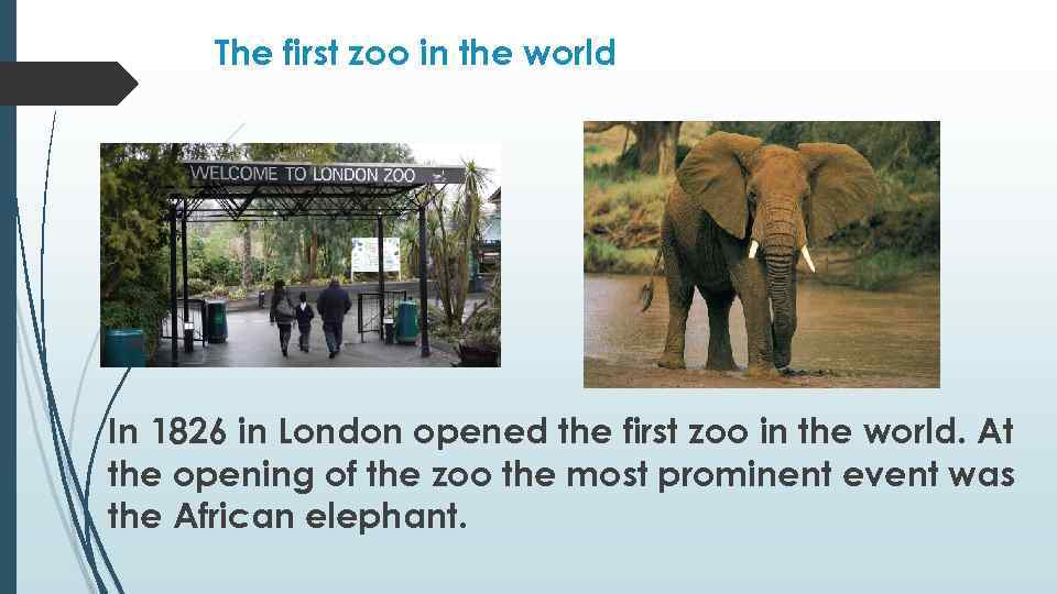 The first zoo in the world In 1826 in London opened the first zoo