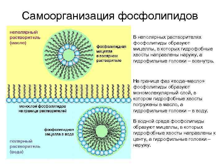 Самоорганизация фосфолипидов В неполярных растворителях фосфолипиды образуют мицеллы, в которых гидрофобные хвосты направлены наружу,