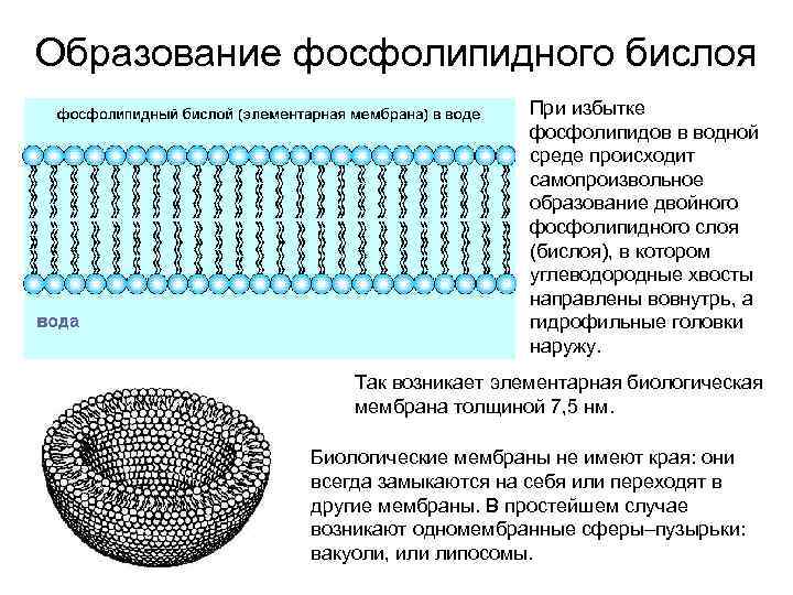 Образование фосфолипидного бислоя При избытке фосфолипидов в водной среде происходит самопроизвольное образование двойного фосфолипидного