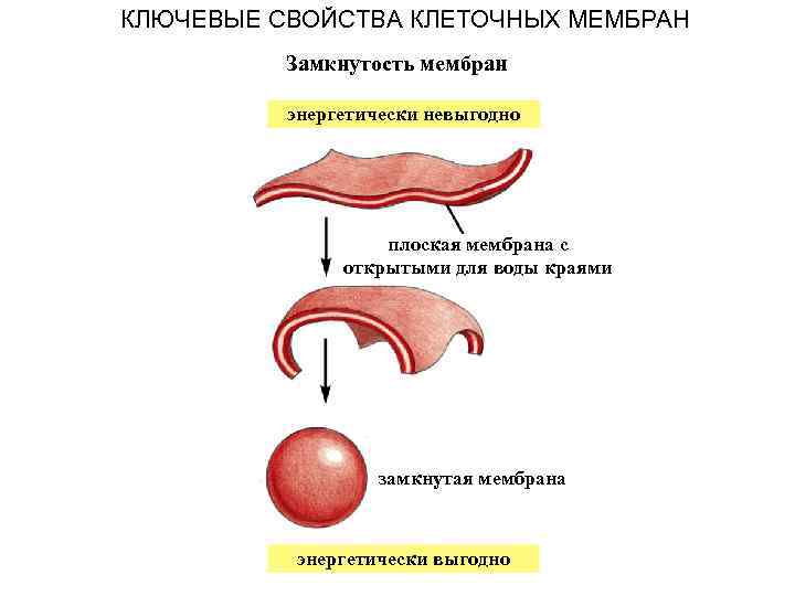 КЛЮЧЕВЫЕ СВОЙСТВА КЛЕТОЧНЫХ МЕМБРАН Замкнутость мембран энергетически невыгодно плоская мембрана с открытыми для воды