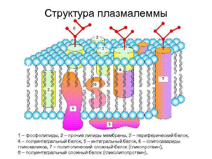 Структура плазмалеммы 1 – фосфолипиды, 2 – прочие липиды мембраны, 3 – периферический белок,