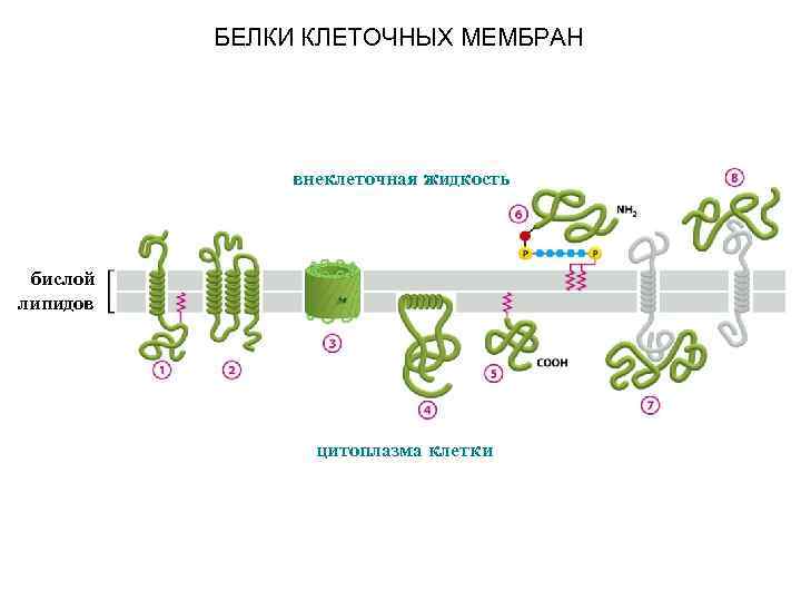 БЕЛКИ КЛЕТОЧНЫХ МЕМБРАН внеклеточная жидкость бислой липидов цитоплазма клетки 