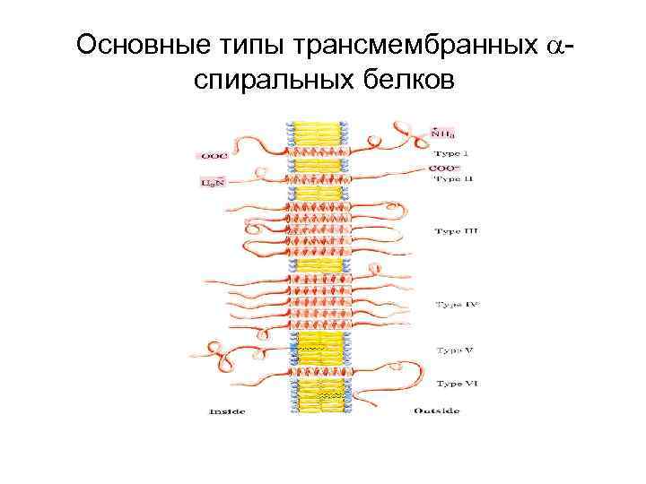 Основные типы трансмембранных спиральных белков 