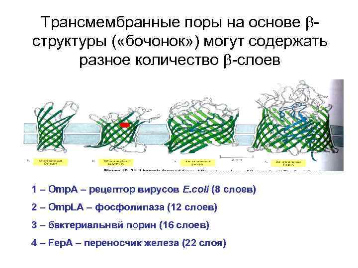 Трансмембранные поры на основе структуры ( «бочонок» ) могут содержать разное количество -слоев 1