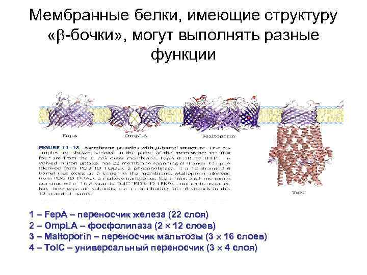 Мембранные белки, имеющие структуру « -бочки» , могут выполнять разные функции 1 – Fep.