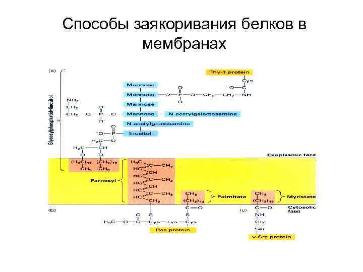 Способы заякоривания белков в мембранах 