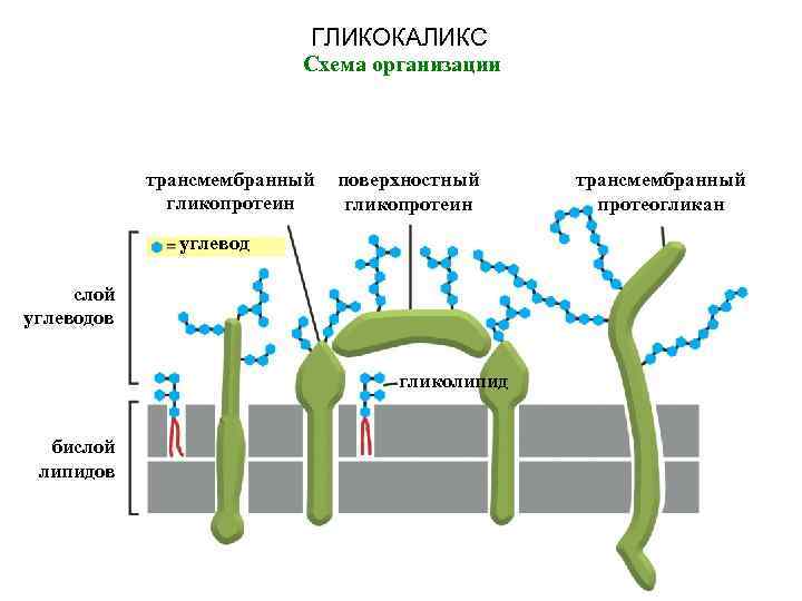 ГЛИКОКАЛИКС Схема организации трансмембранный гликопротеин поверхностный гликопротеин углевод слой углеводов гликолипид бислой липидов трансмембранный