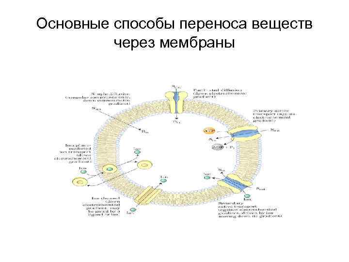 Основные способы переноса веществ через мембраны 