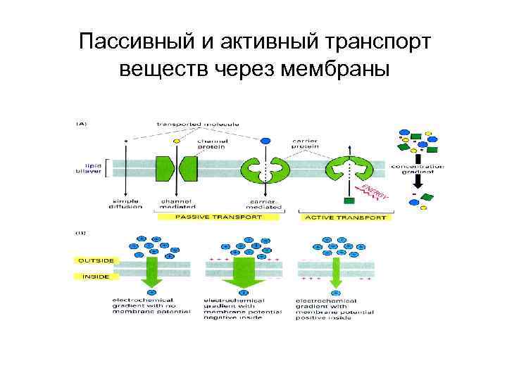 Пассивный и активный транспорт веществ через мембраны 