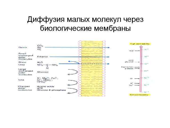 Диффузия малых молекул через биологические мембраны 