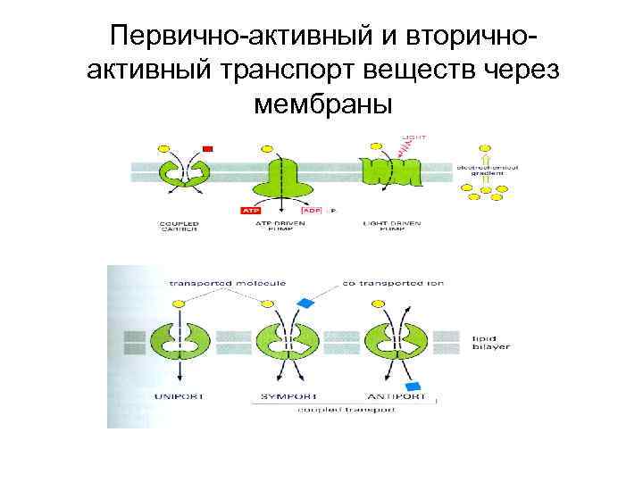 Первично-активный и вторичноактивный транспорт веществ через мембраны 