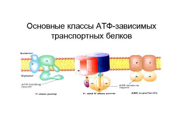 Основные классы АТФ-зависимых транспортных белков 