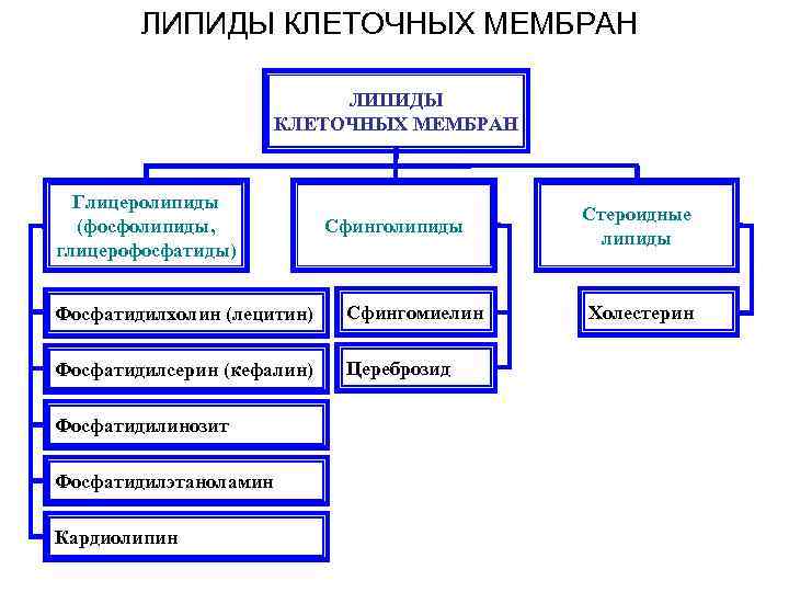 ЛИПИДЫ КЛЕТОЧНЫХ МЕМБРАН Глицеролипиды (фосфолипиды, глицерофосфатиды) Сфинголипиды Фосфатидилхолин (лецитин) Сфингомиелин Фосфатидилсерин (кефалин) Цереброзид Фосфатидилинозит