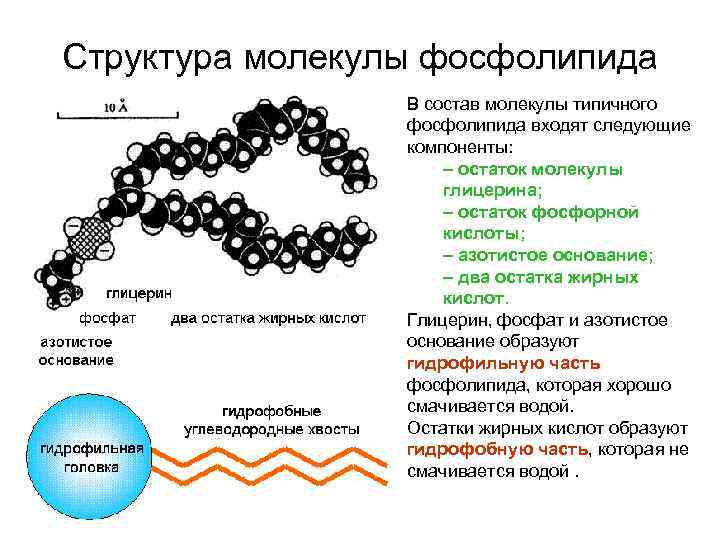 Структура молекулы фосфолипида В состав молекулы типичного фосфолипида входят следующие компоненты: – остаток молекулы