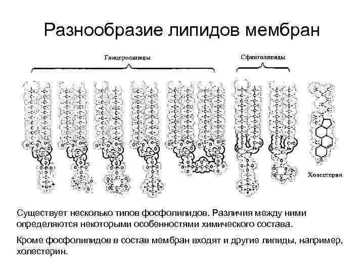 Разнообразие липидов мембран Существует несколько типов фосфолипидов. Различия между ними определяются некоторыми особенностями химического