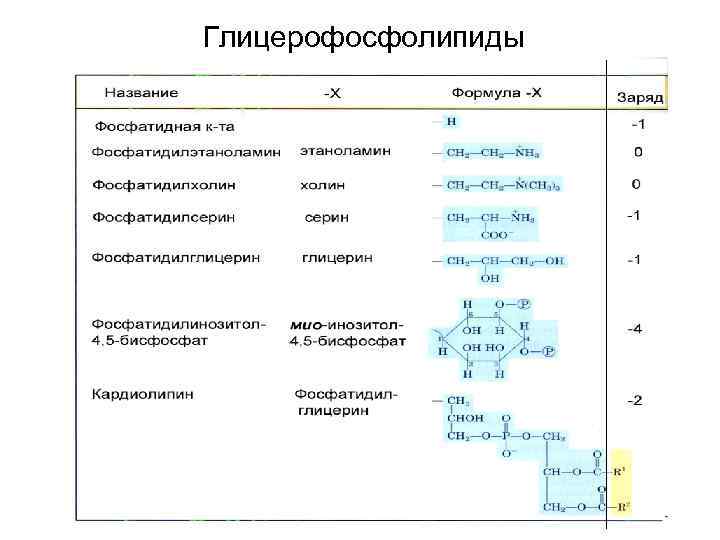 Глицерофосфолипиды 