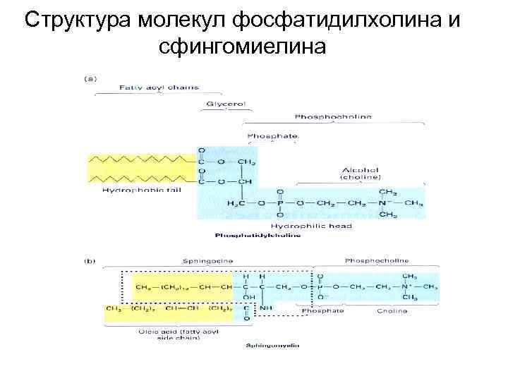 Структура молекул фосфатидилхолина и сфингомиелина 